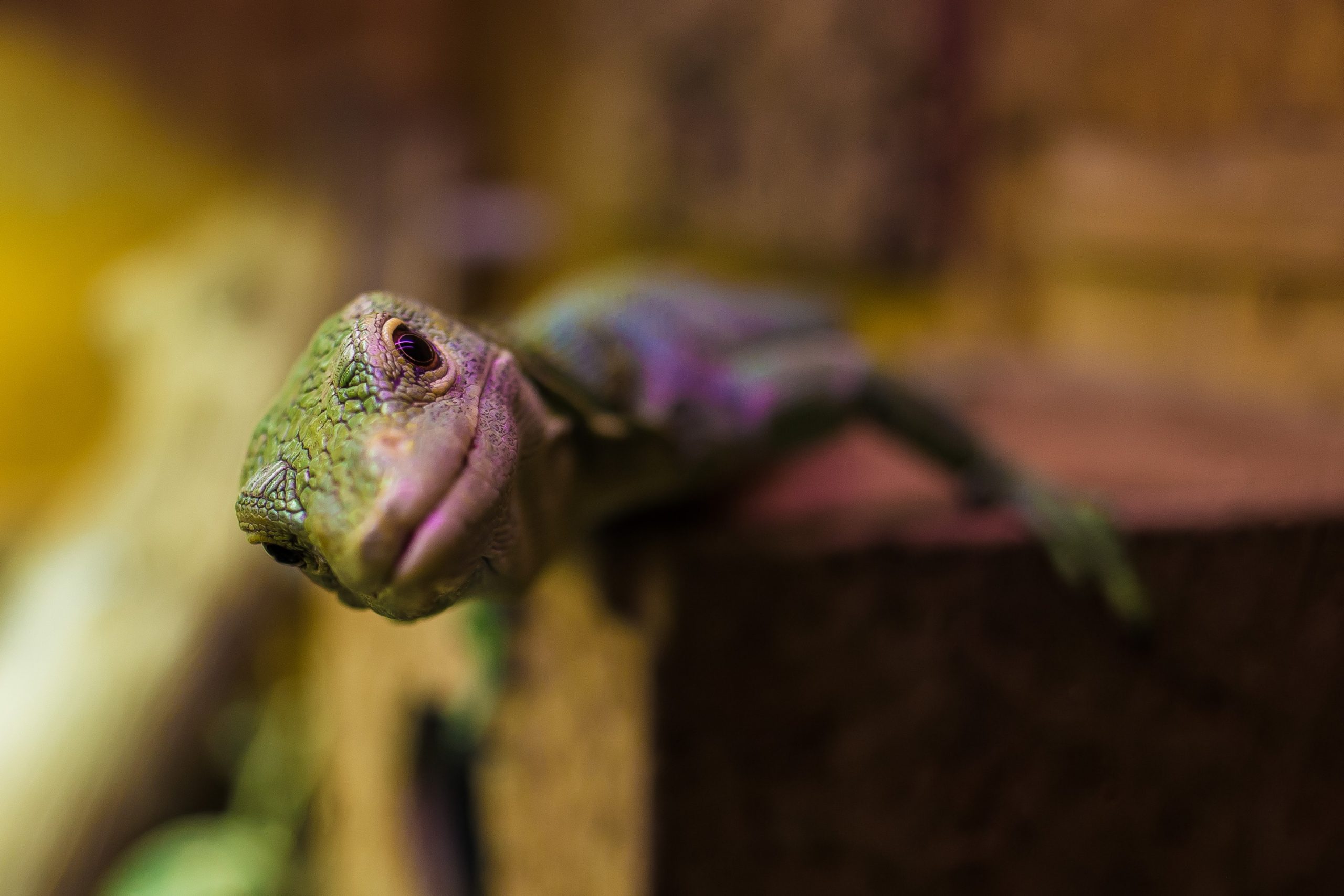 philipp-lublasser-HUDFBjvbg1E-unsplash
