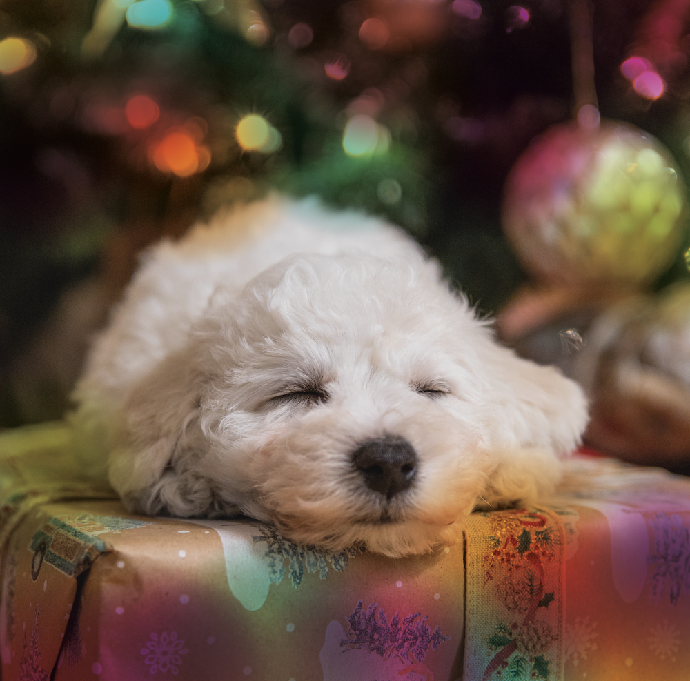 Minimum Wage for Puppies
